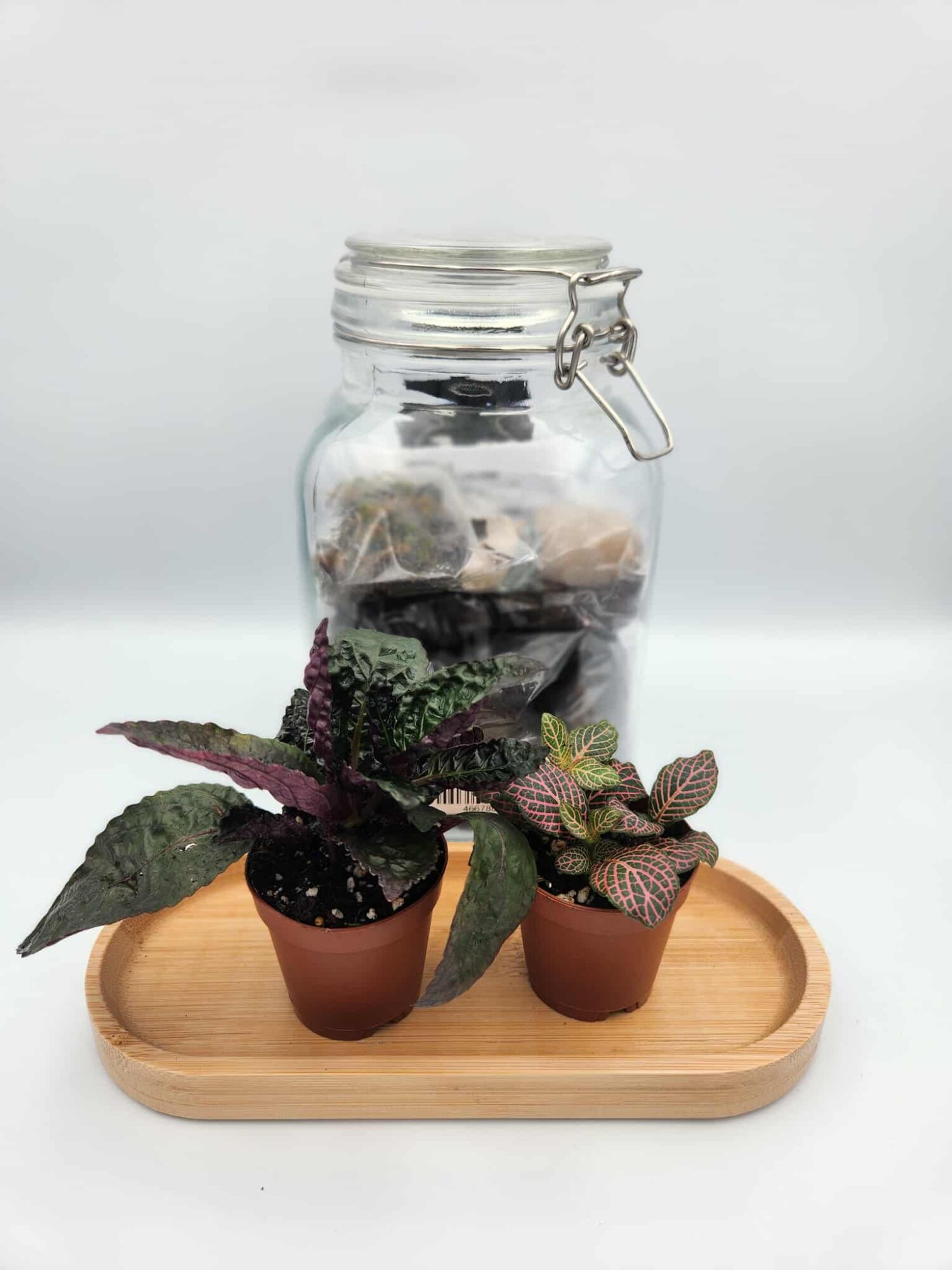 Build Your Own Terrarium Kit $69.99